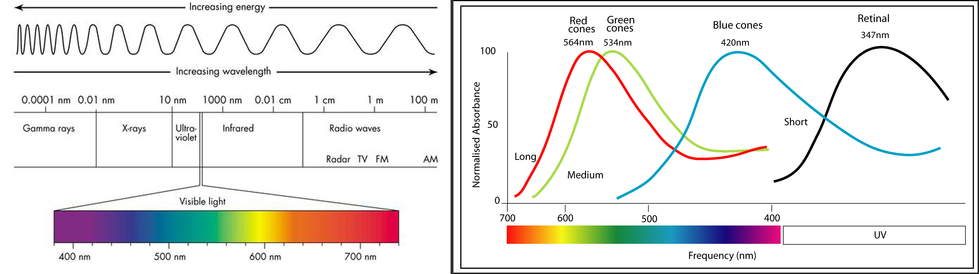 colour-vision-retina-and-speca.png